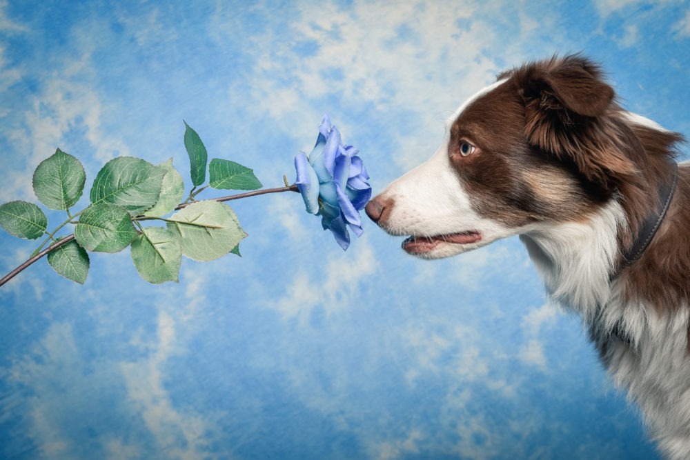 Portrait artistique studio